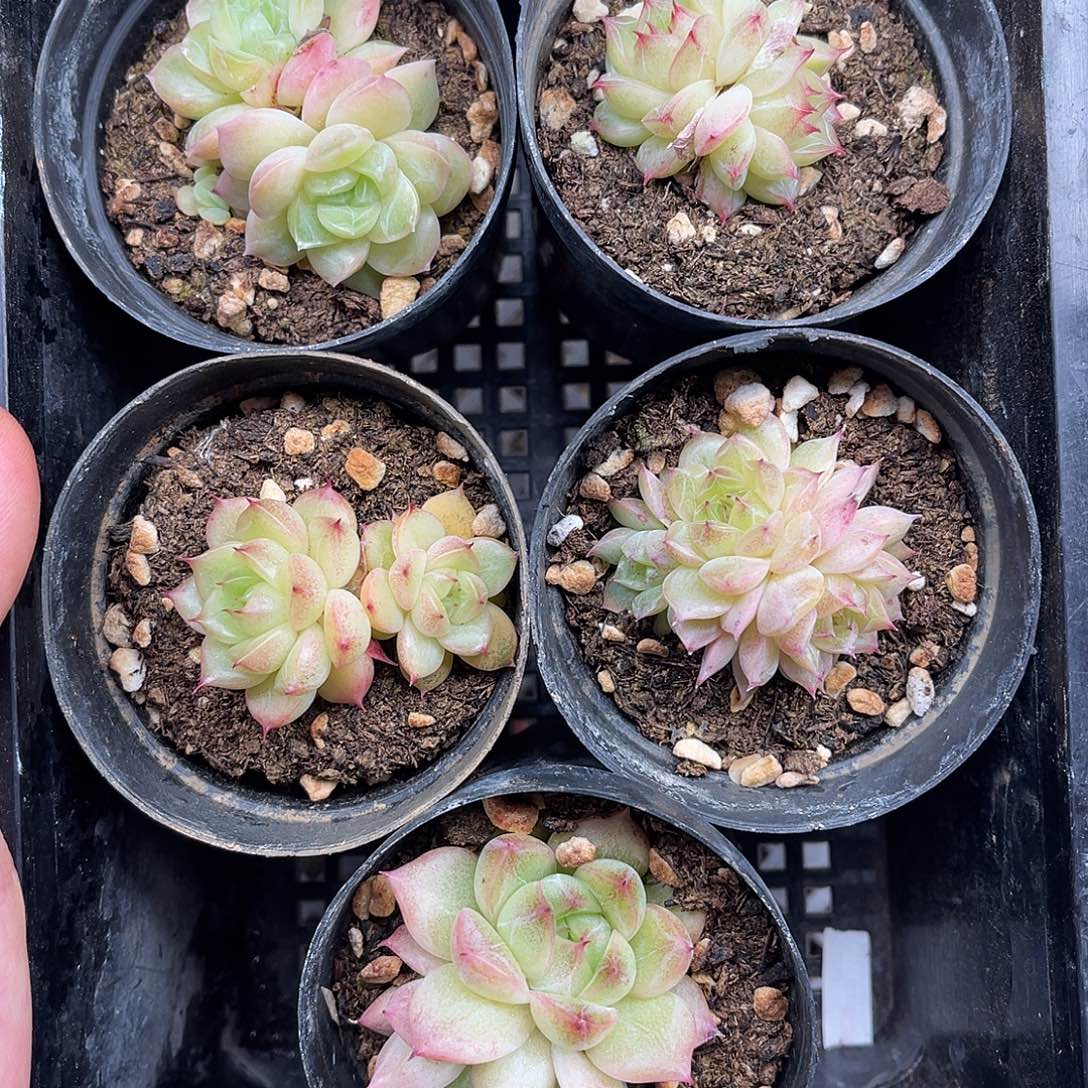 多肉一物一拍15-53