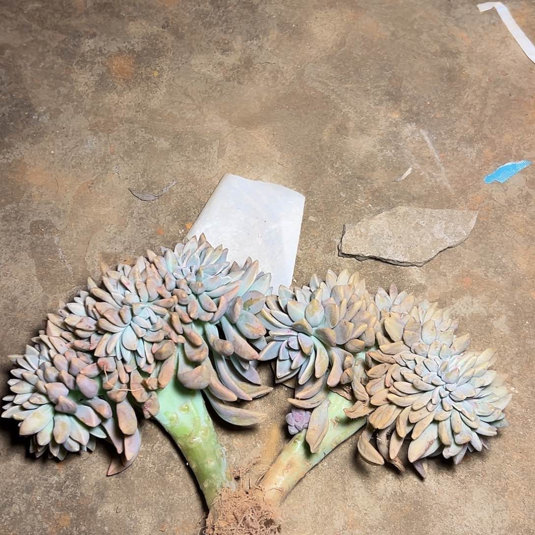 娇*?淡雪缀 2棵18元