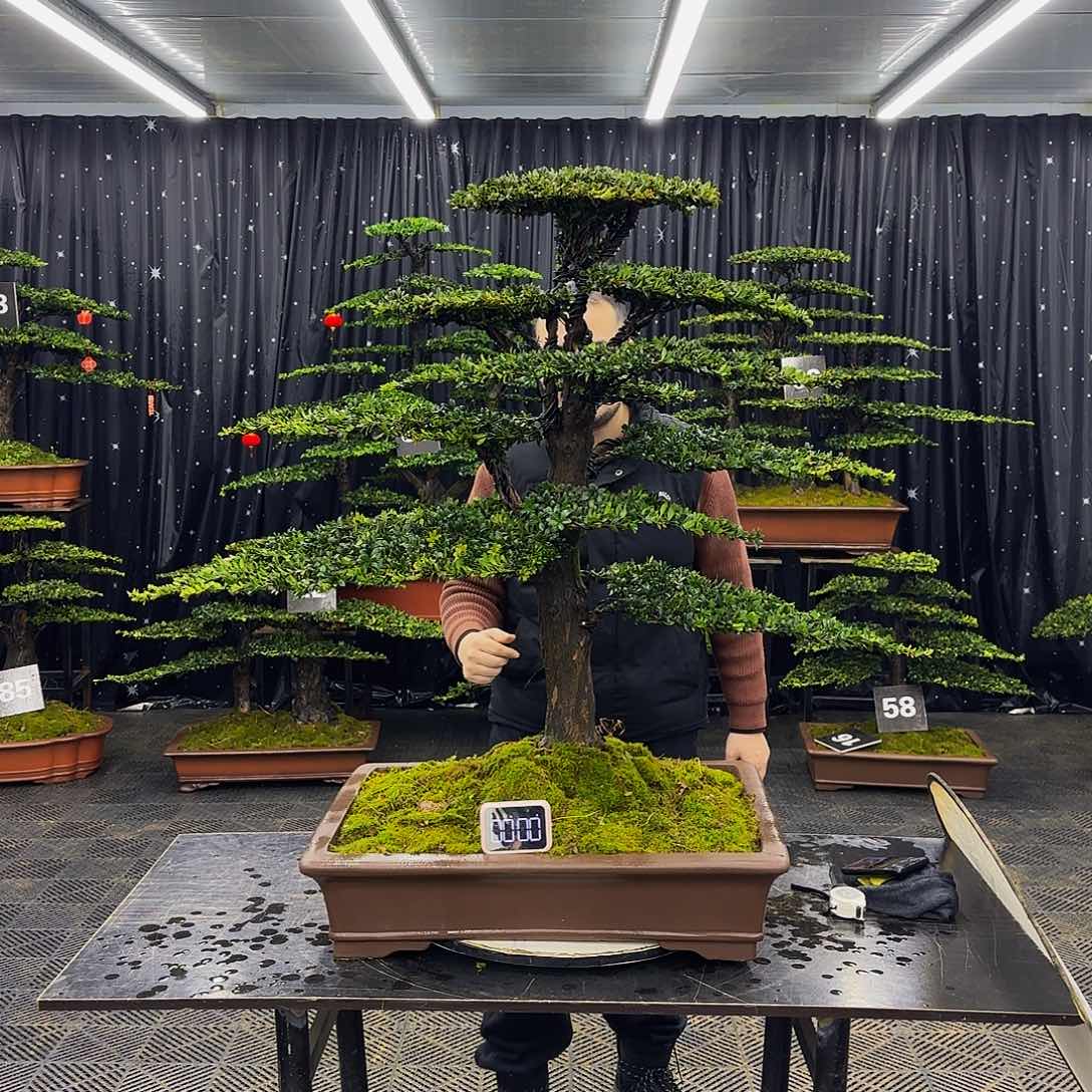 红芽罗汉松高端造型盆景