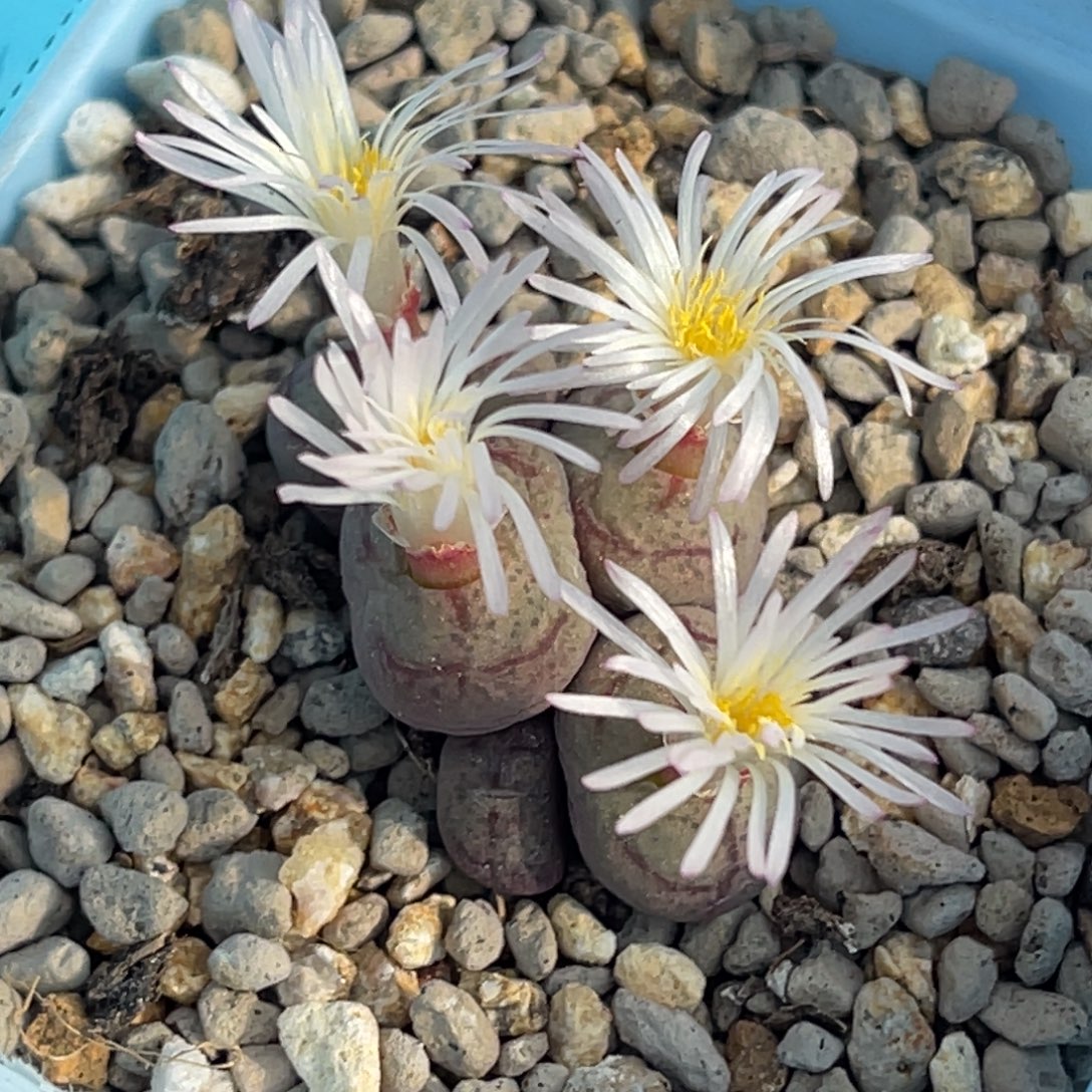 7771五头毛杂群一颗