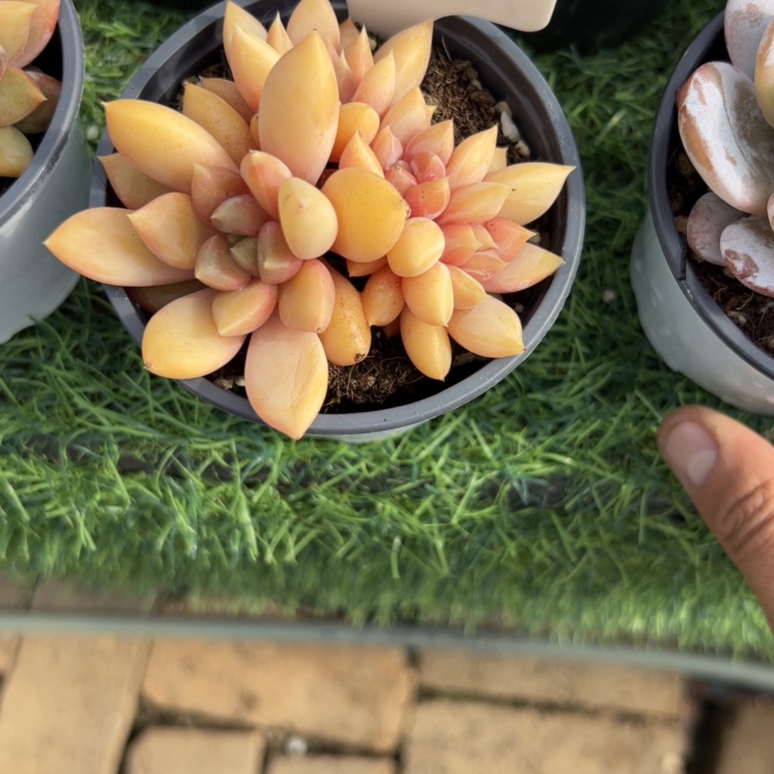 红象牙多肉植物保护研究所