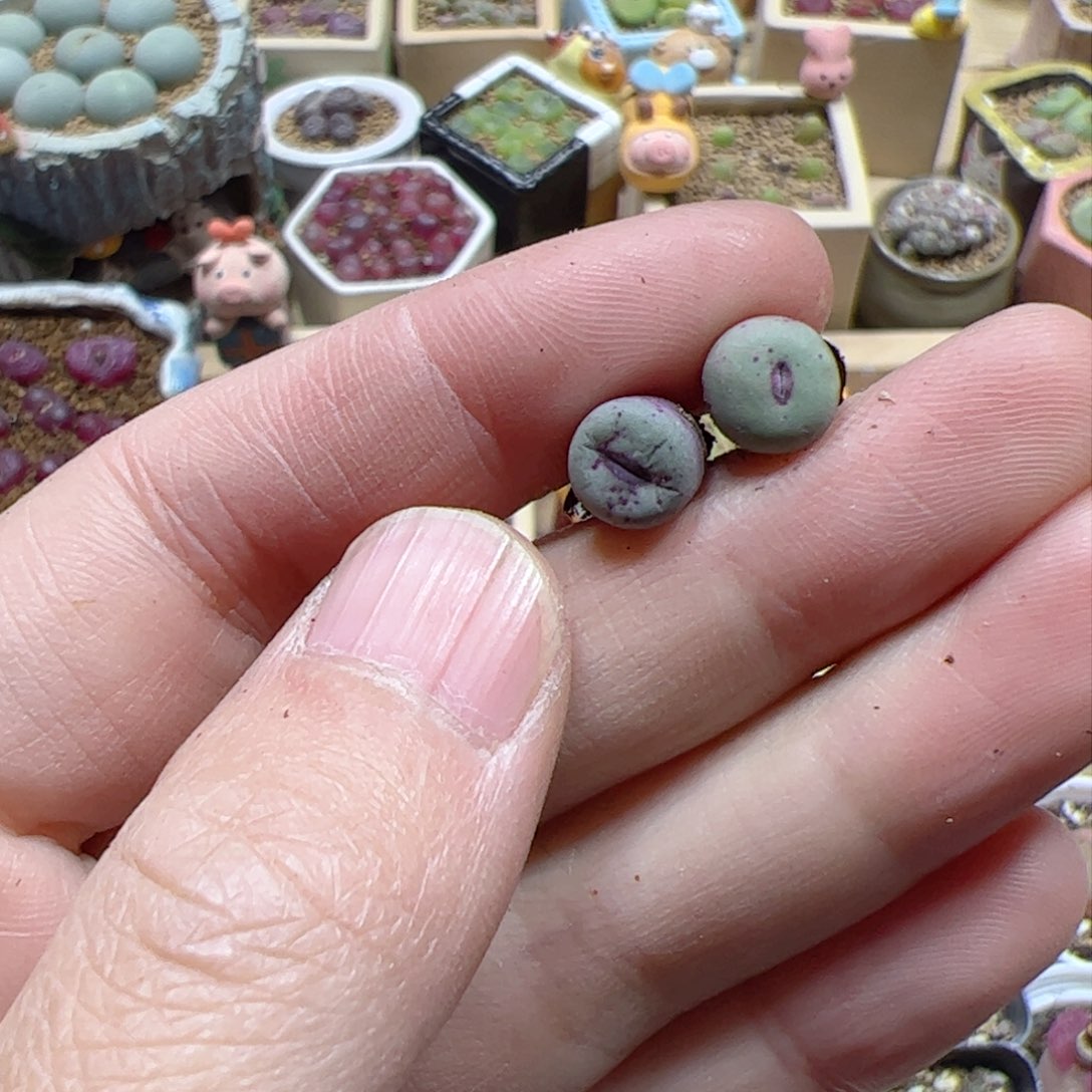 【闪购商品】421 红嘴x2