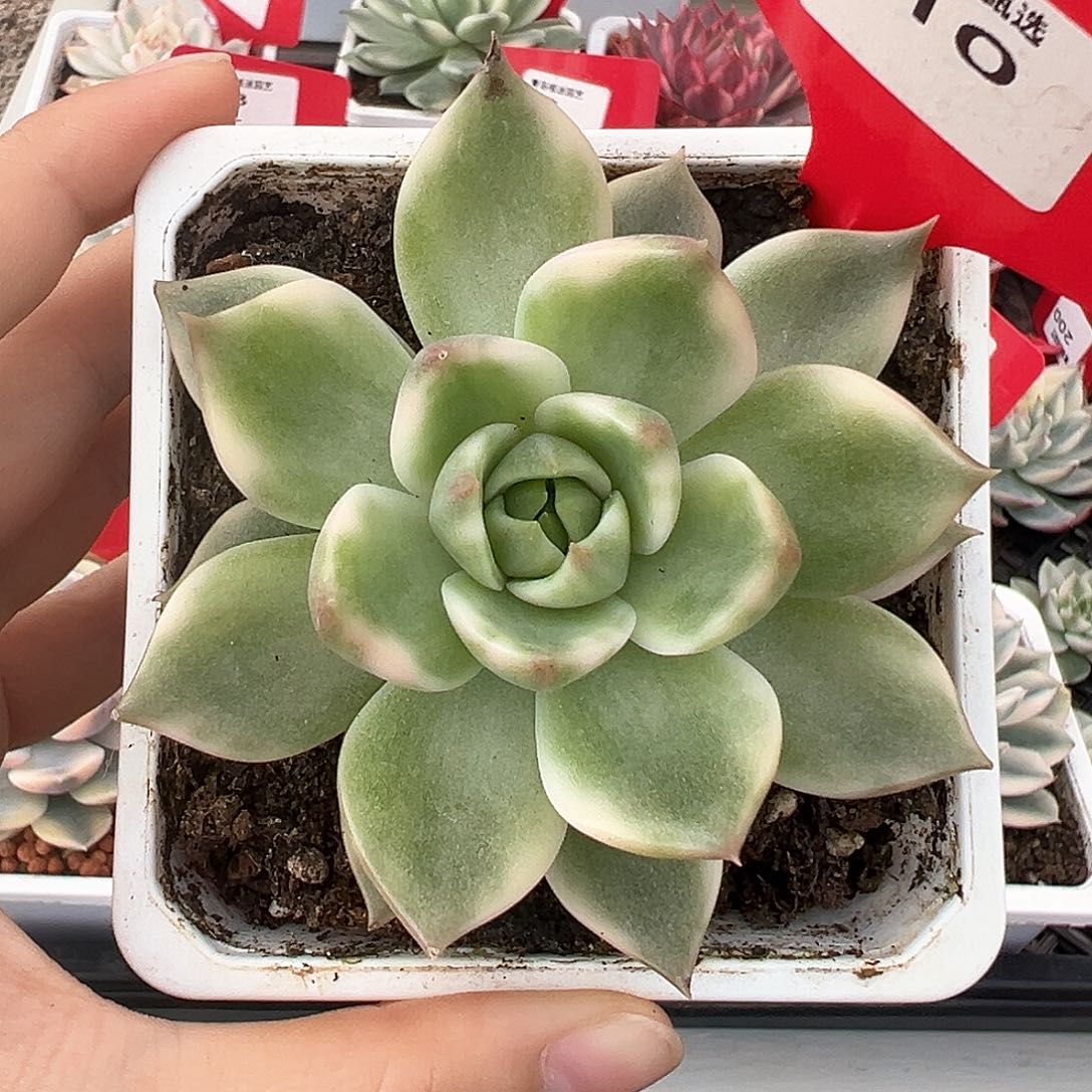 10号琉璃盏锦多肉植物