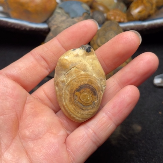 石材纯天然九眼页岩钱币石原石51