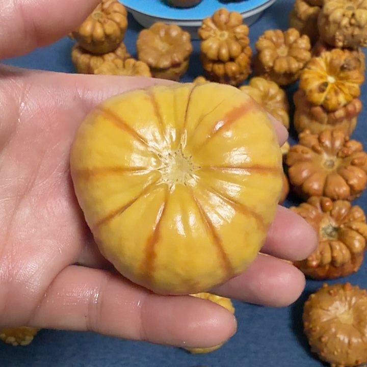 财***到墨西哥七彩疙瘩葫芦瑕疵不退货 