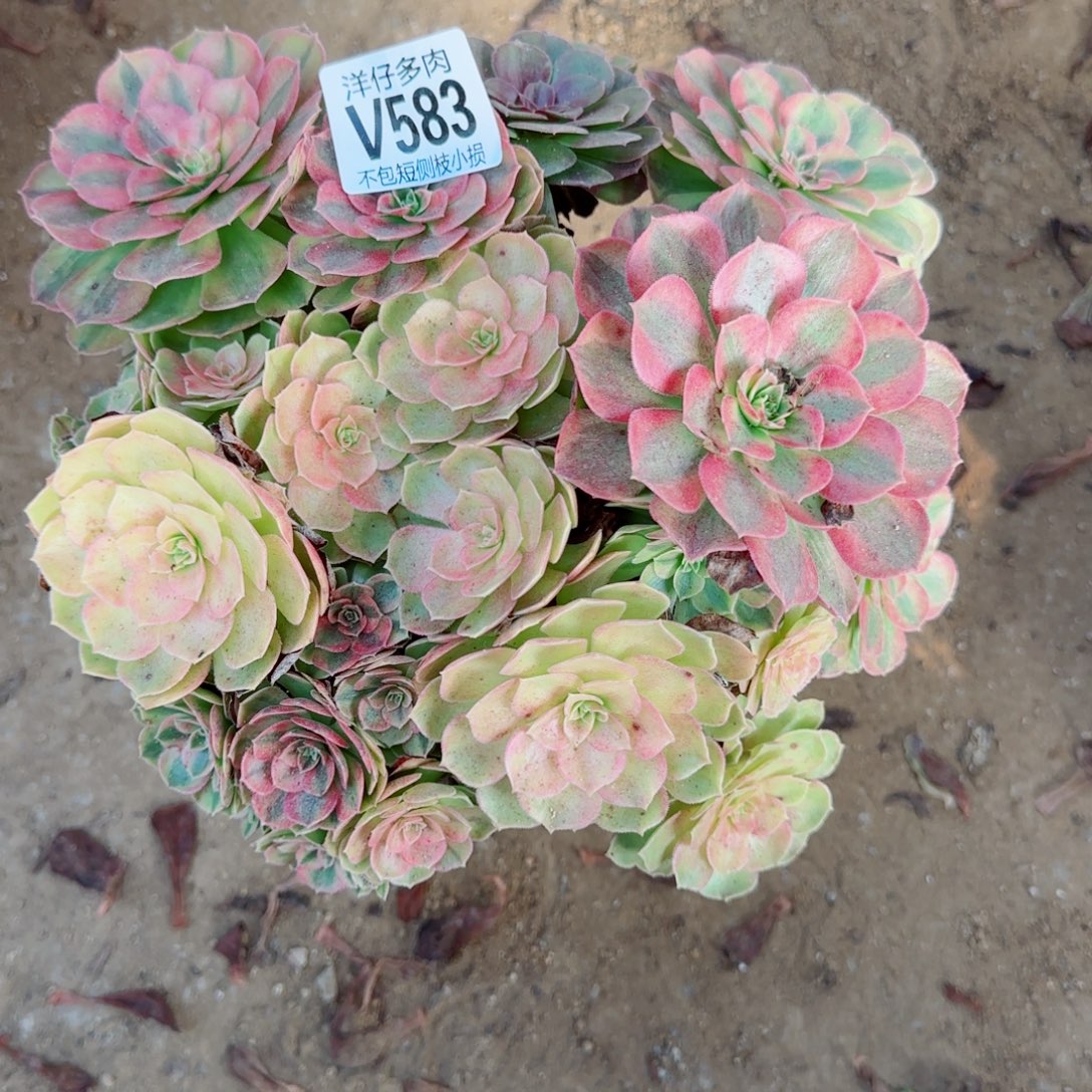 雨荷发师583冠幅23