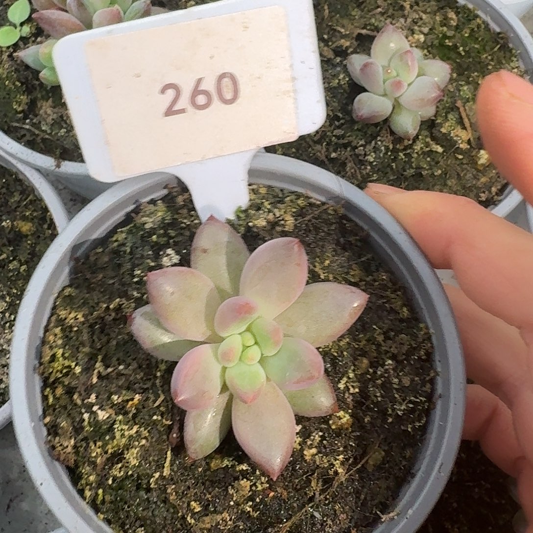 彩胖钻石纹123456789101112