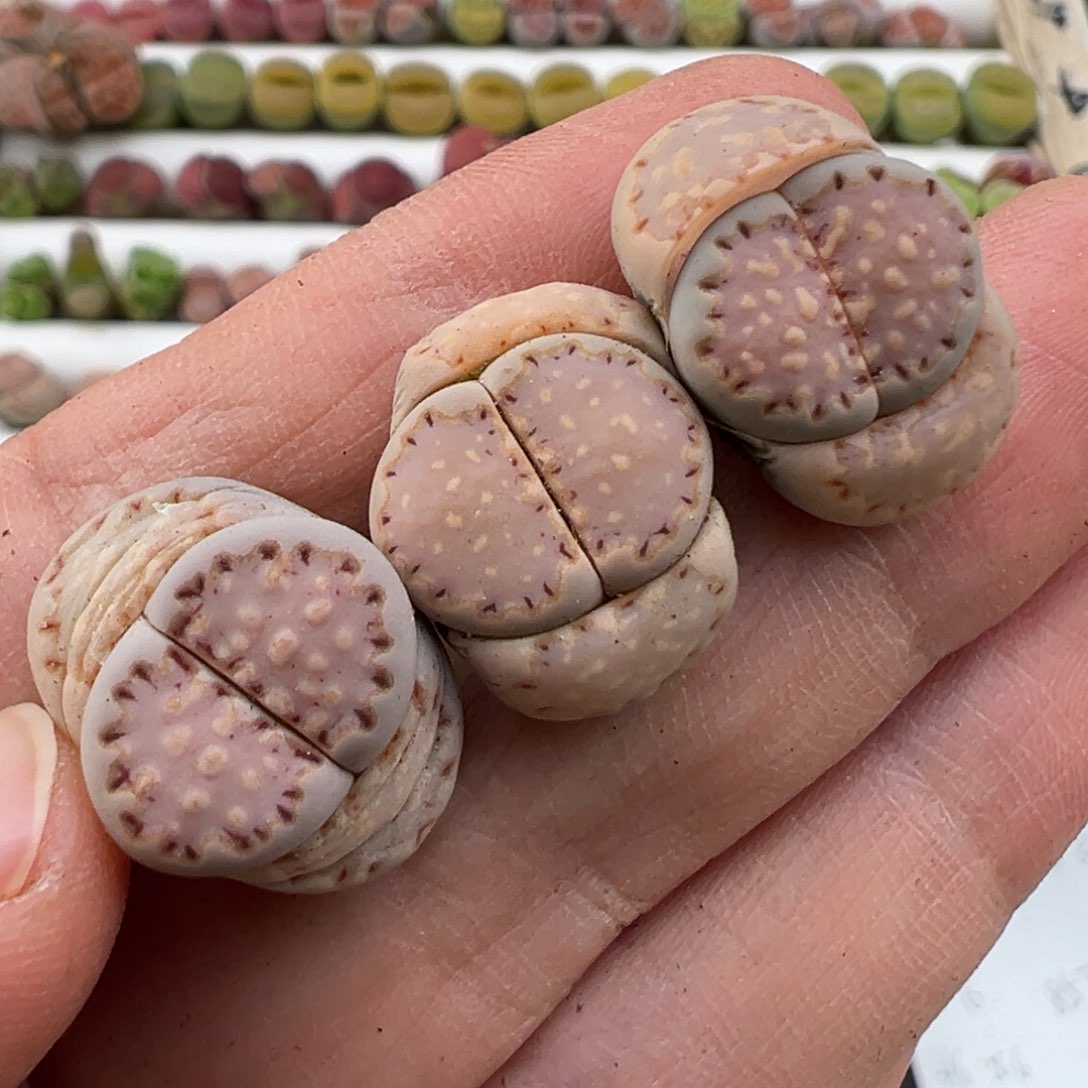 3.7好看的多肉脱土发货345