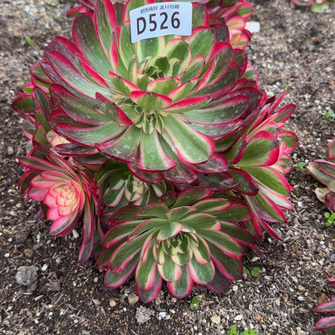 526荔枝多肉植物