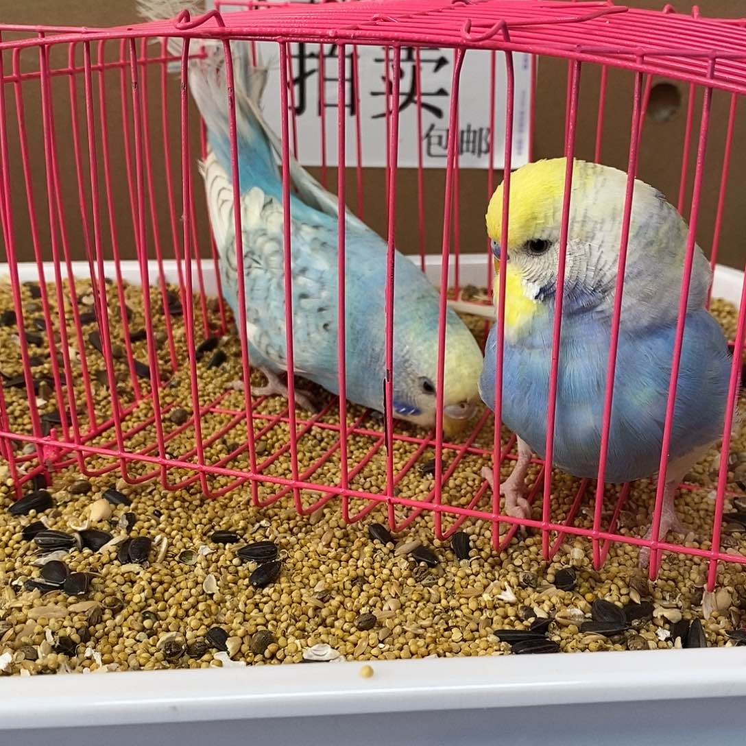 虎皮鹦鹉大头虎皮