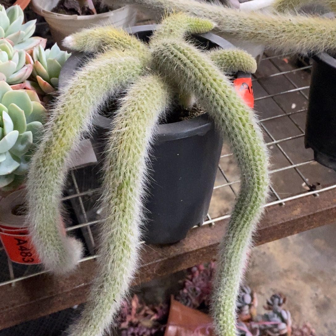 九尾狐三头起发带仔，160杯