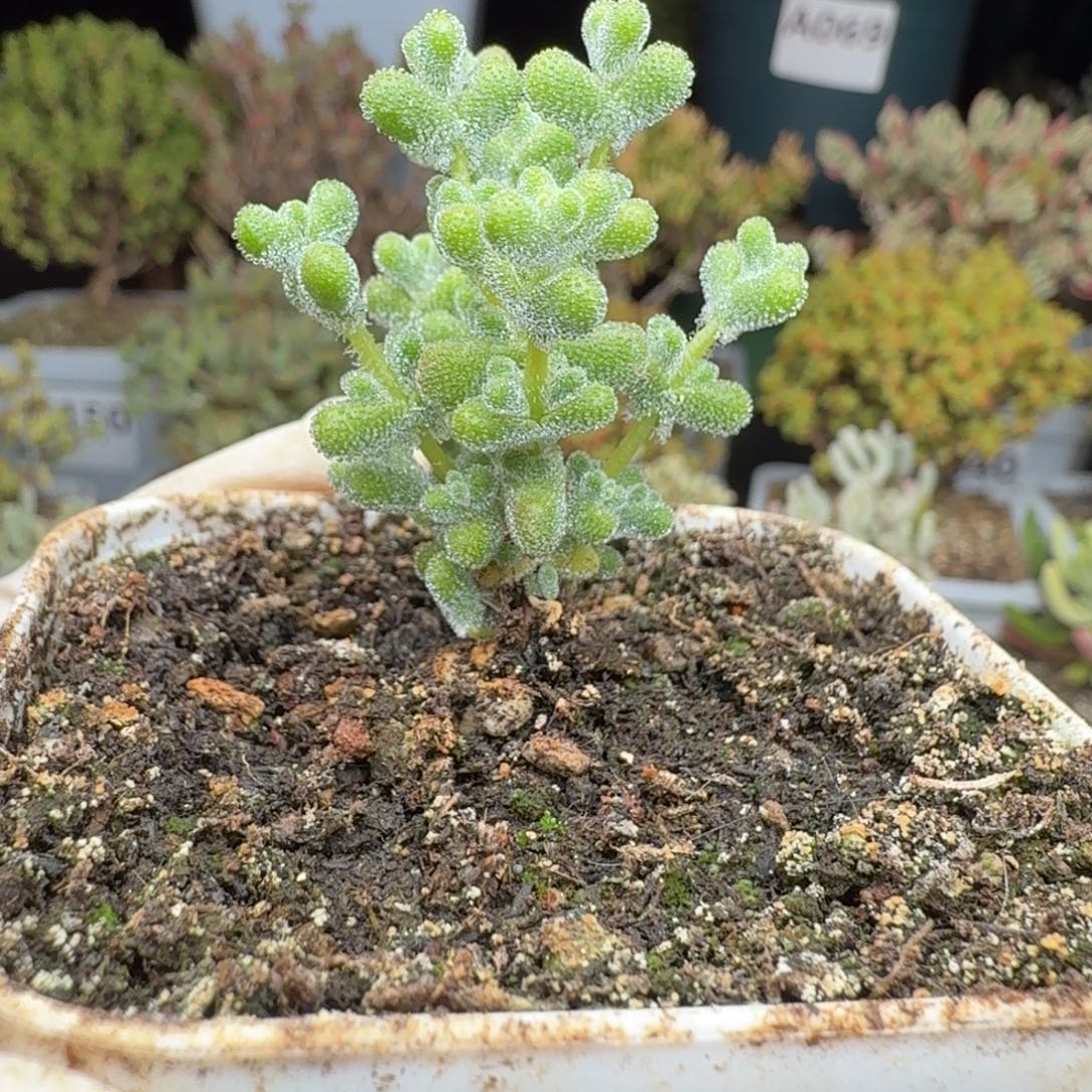 A305超级莱斯枝干