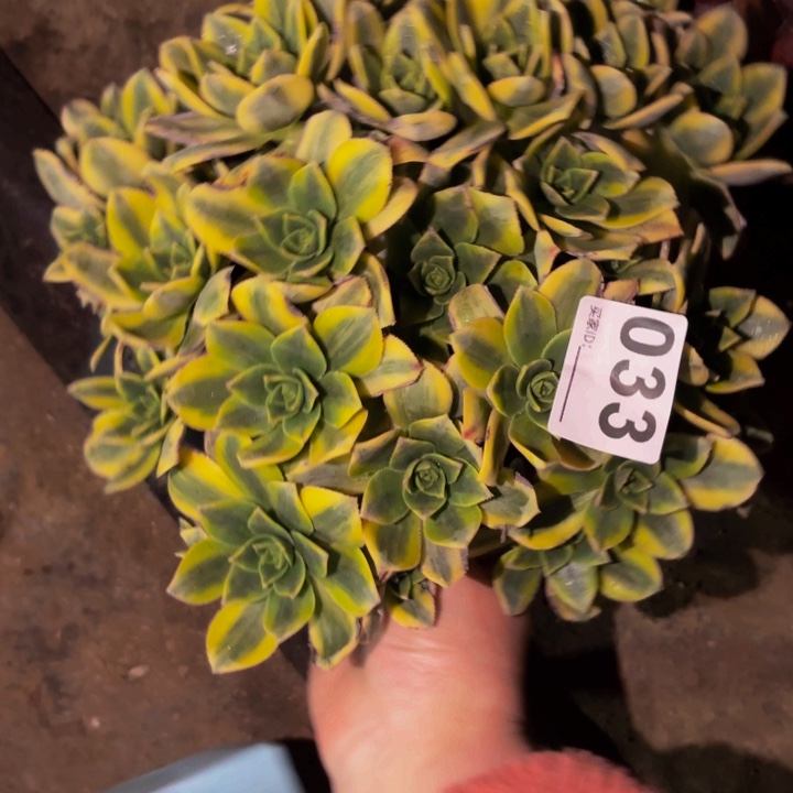 033星爆多肉植物不售后