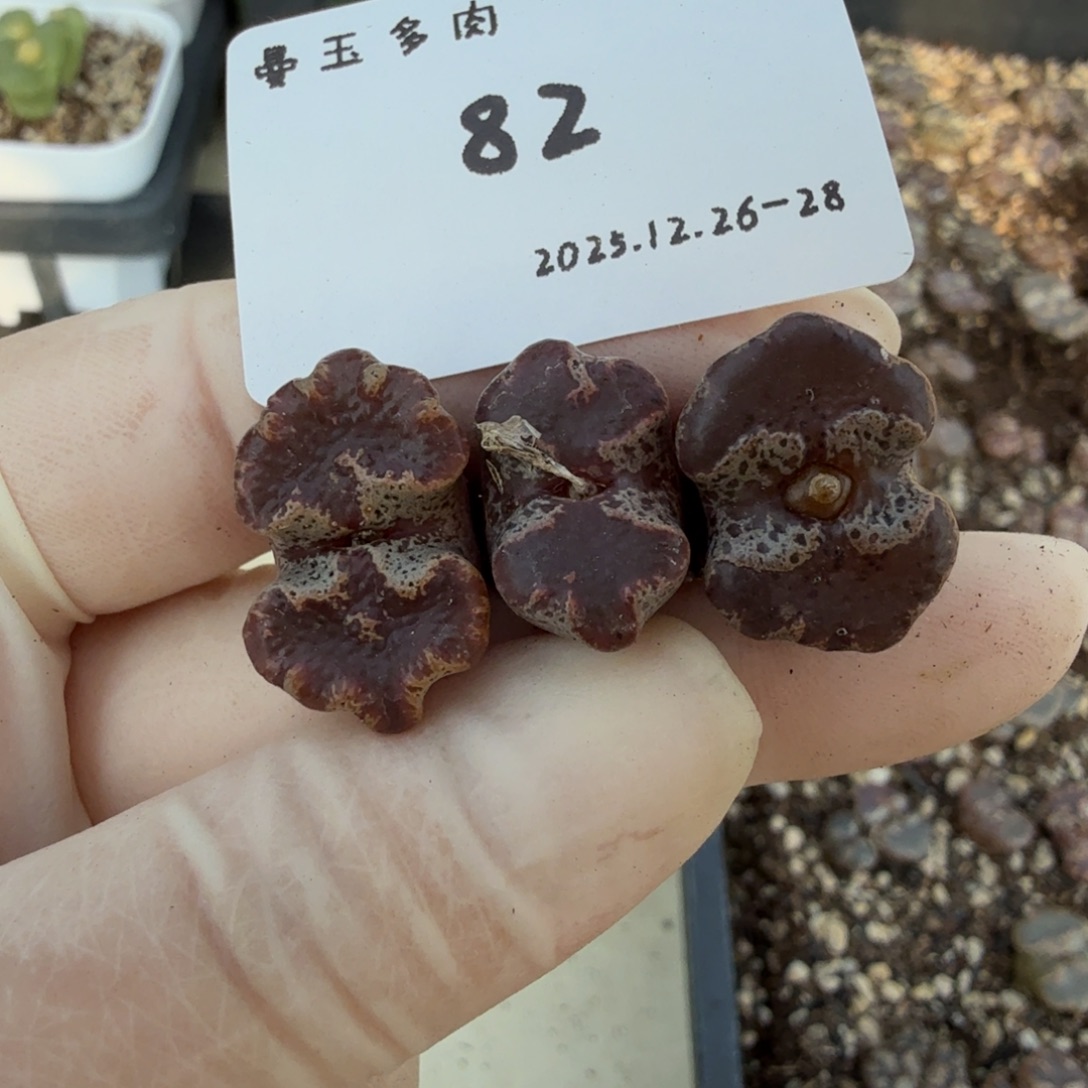 卷****多肉多肉多肉12-082超蝶