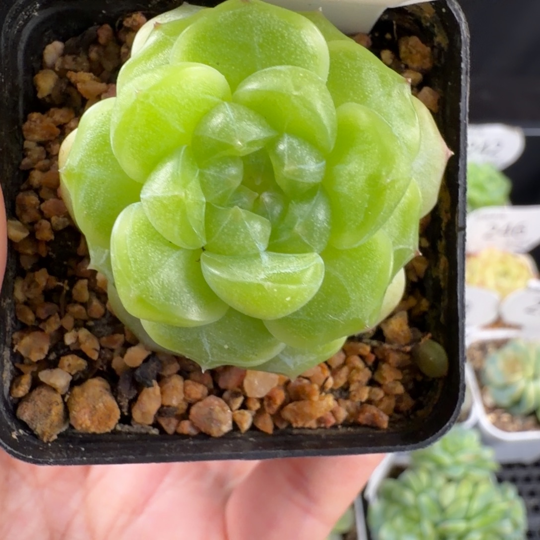 财富密码单头福利255号