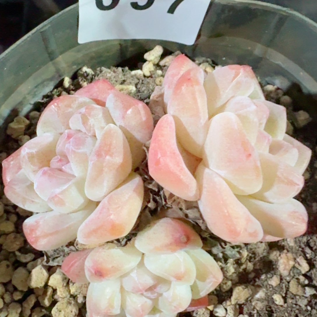 长腿冰玉         精品多肉