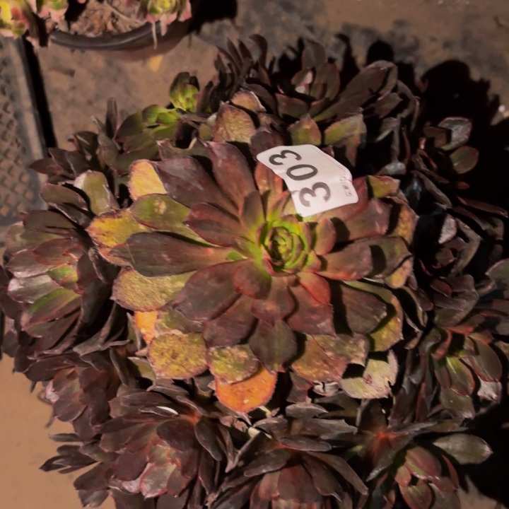 303脸谱多肉植物不售后