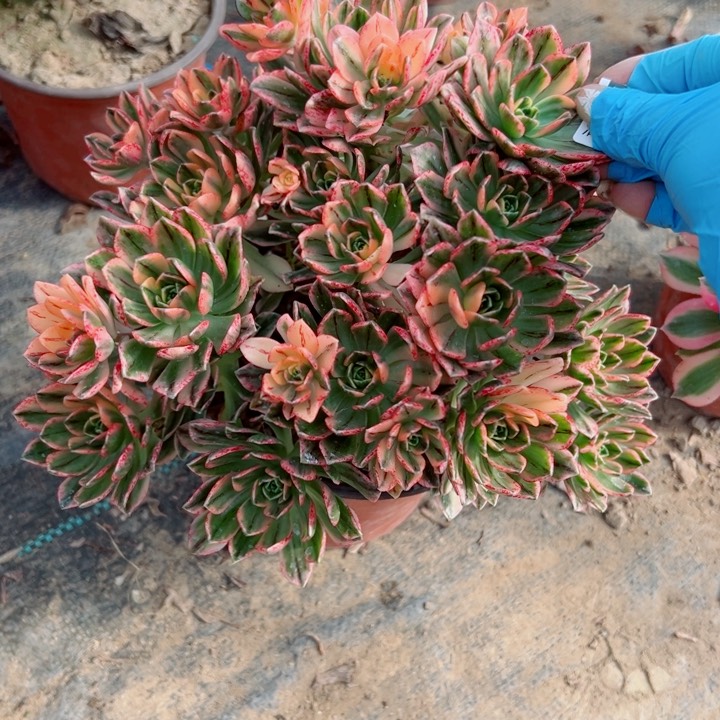 265甜茶多肉植物