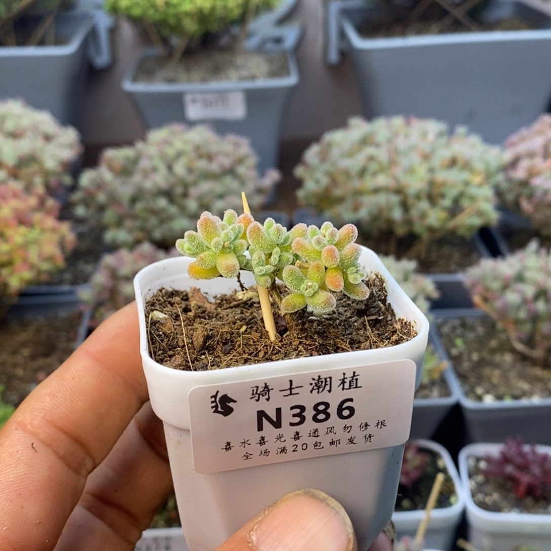 386优选冰晶枝干