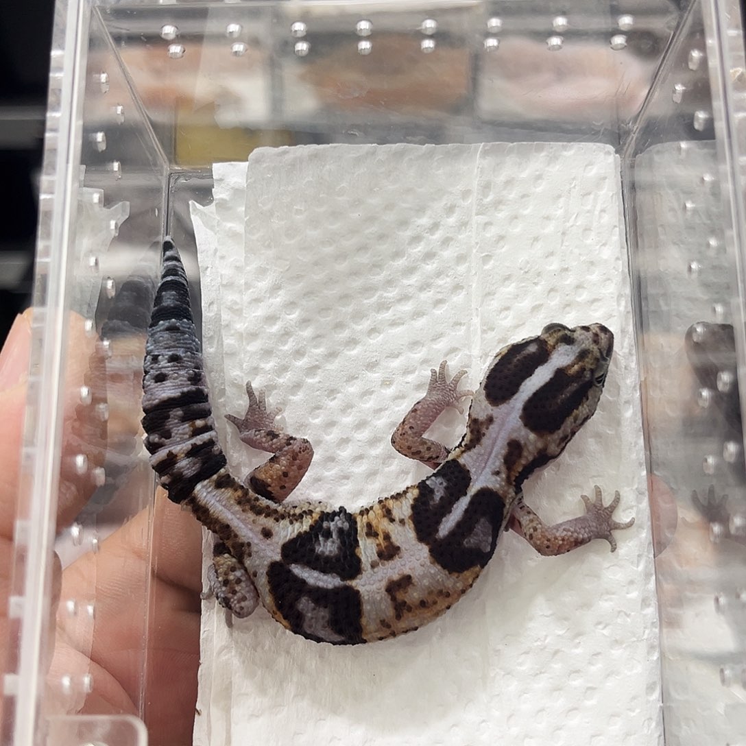 肥尾守宫奶牛隐幽灵奥利奥无纹