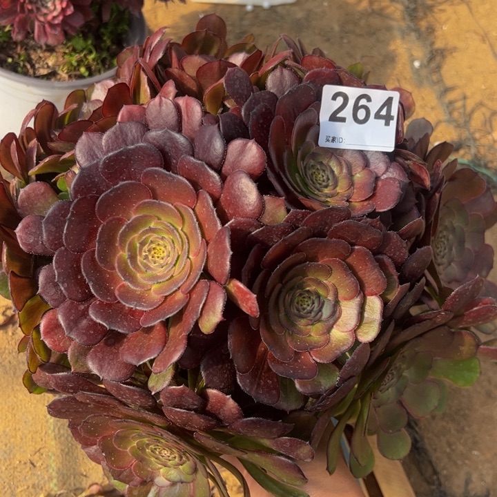 黑萝莉多肉植物264