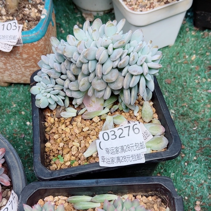 幸运的是我还没遇到你