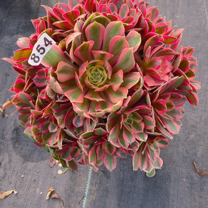 854老庄多肉法师女妖，有个断枝