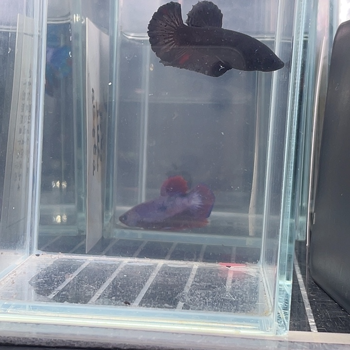 斗鱼听风观赏斗鱼