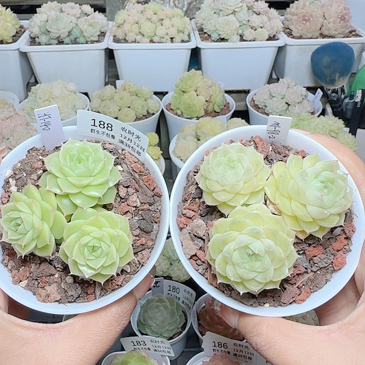 1212-188麦杆打包专拍