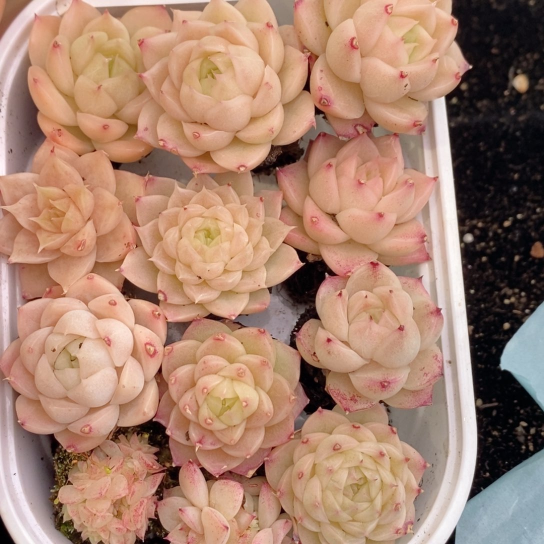 2-190 新疆西藏内蒙不发其他一单包邮两到三公分多肉