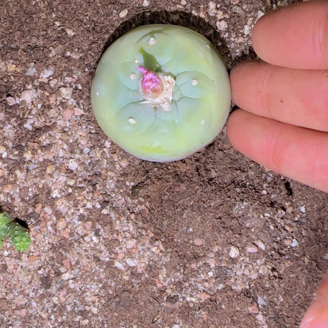 远*块根植物块根植物