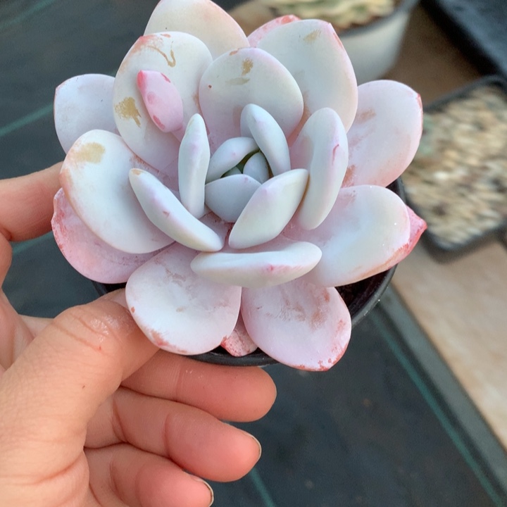 雪莲乒乓福妮多肉植物