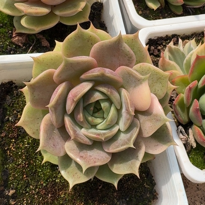 花脸贝加尔湖一物一拍