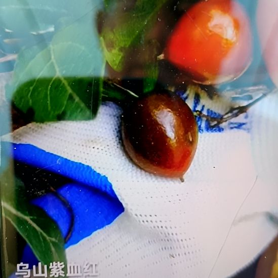 无花朵乌山小紫根苗