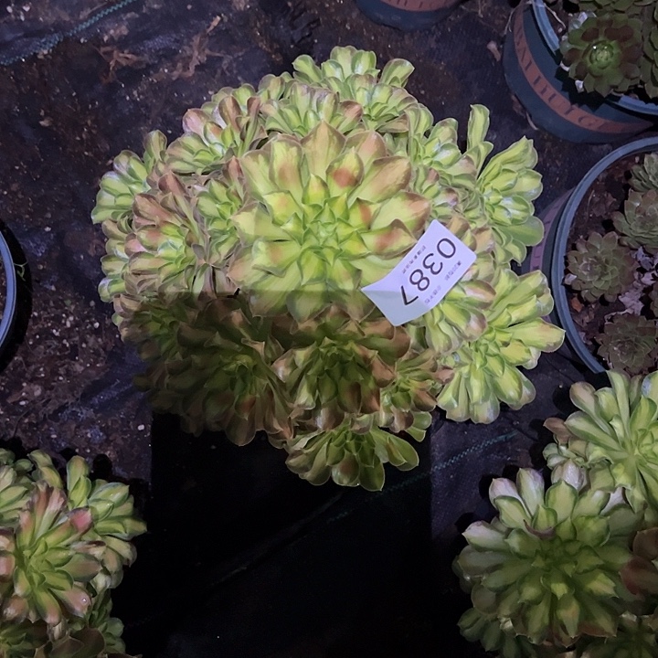 0387韶华多肉植物