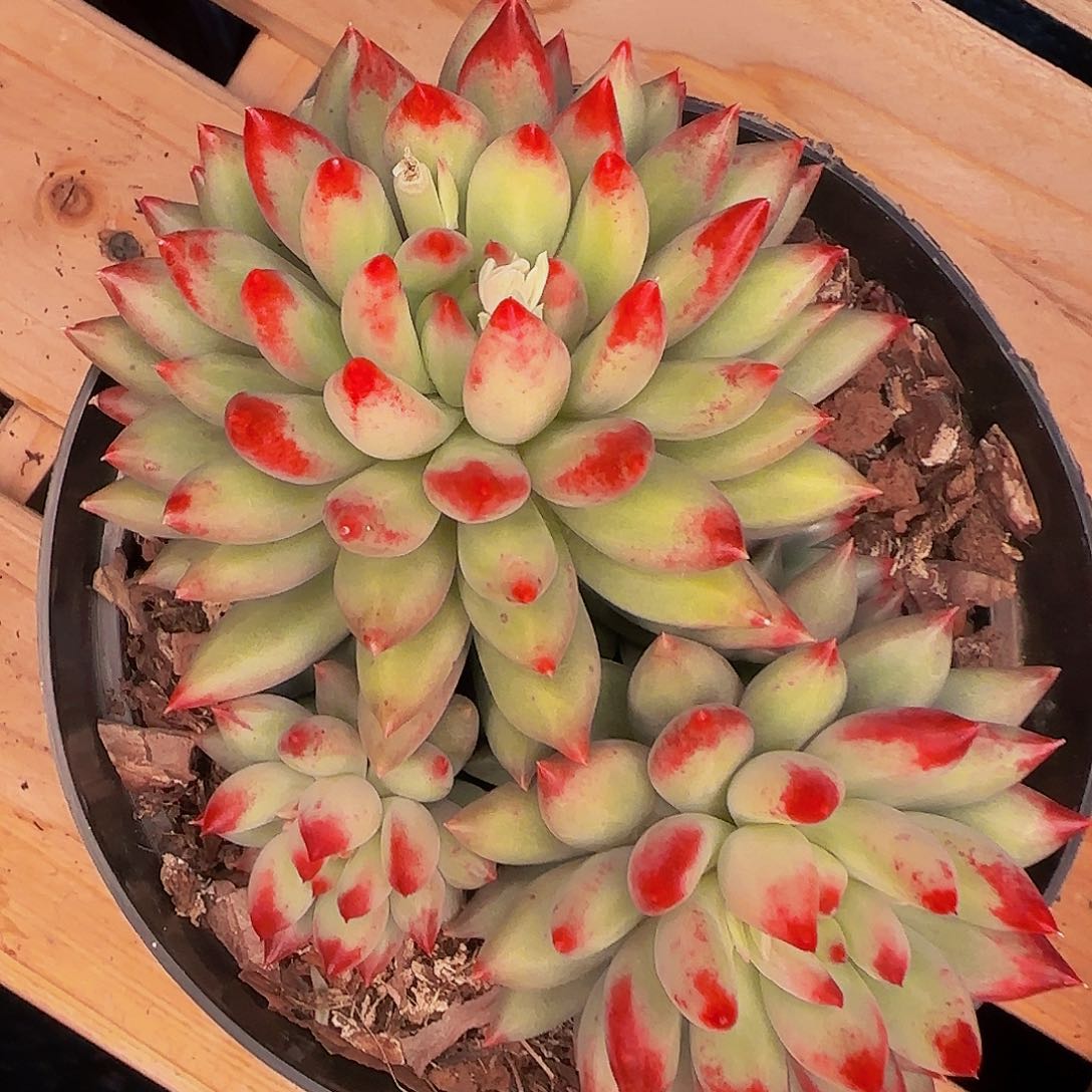 勿****?啊咯哦哦哦哦哦哦哦哦哦哦哦