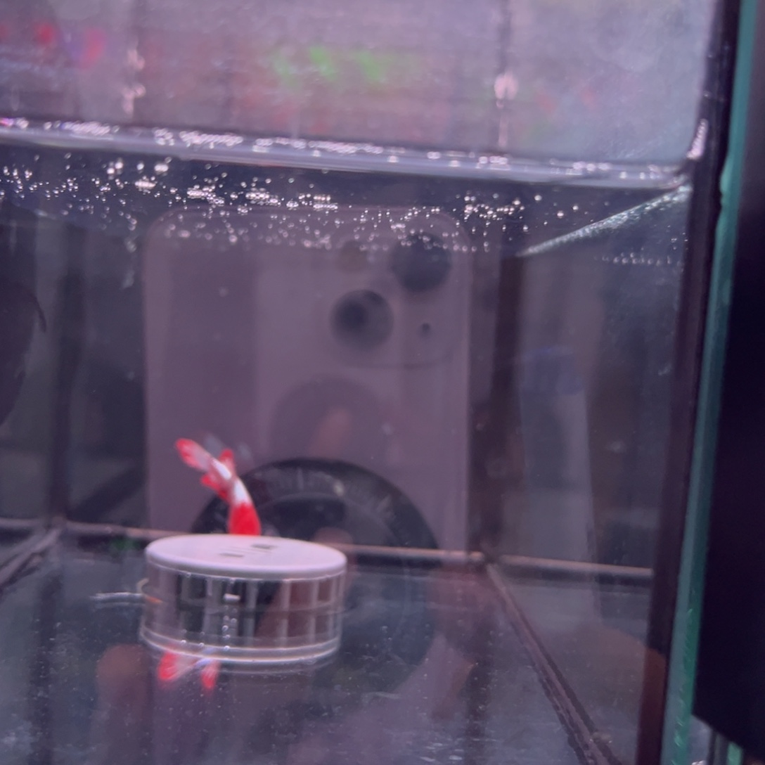 斗鱼泰国斗鱼57号