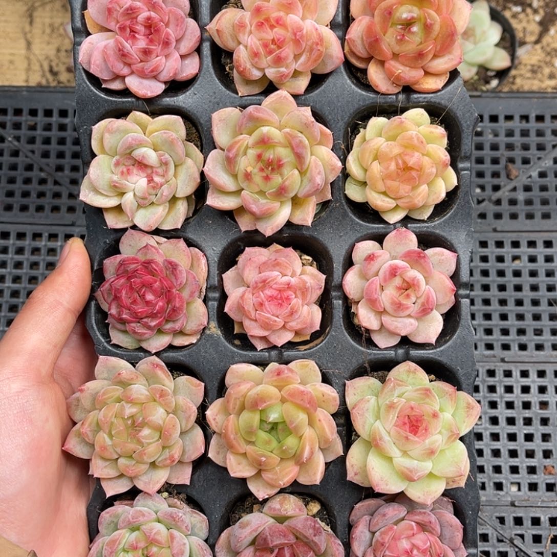 多肉一物一拍26-137