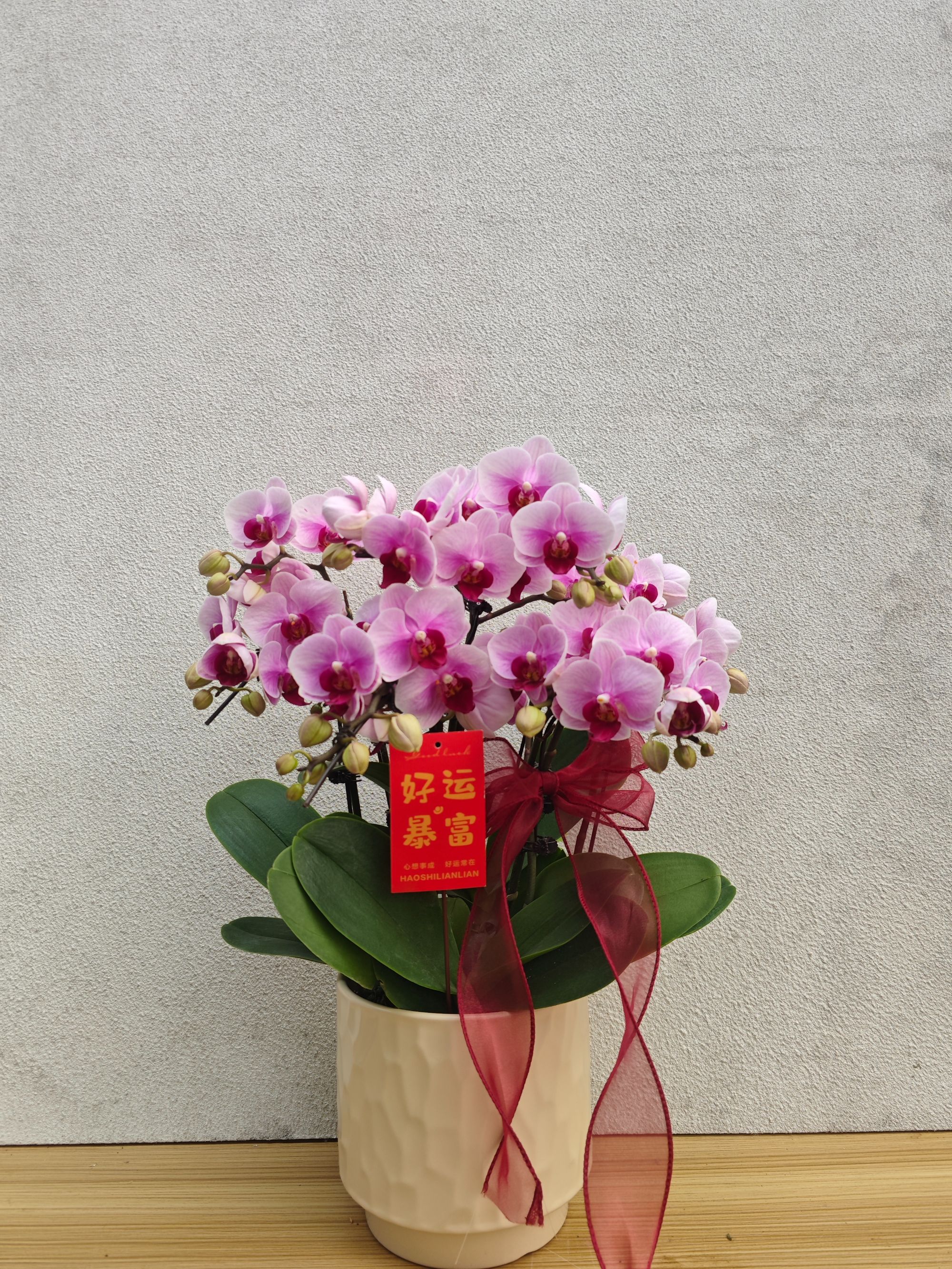 赏花大赛第二名【宝贝】高品质蝴蝶兰花期长耐养易活