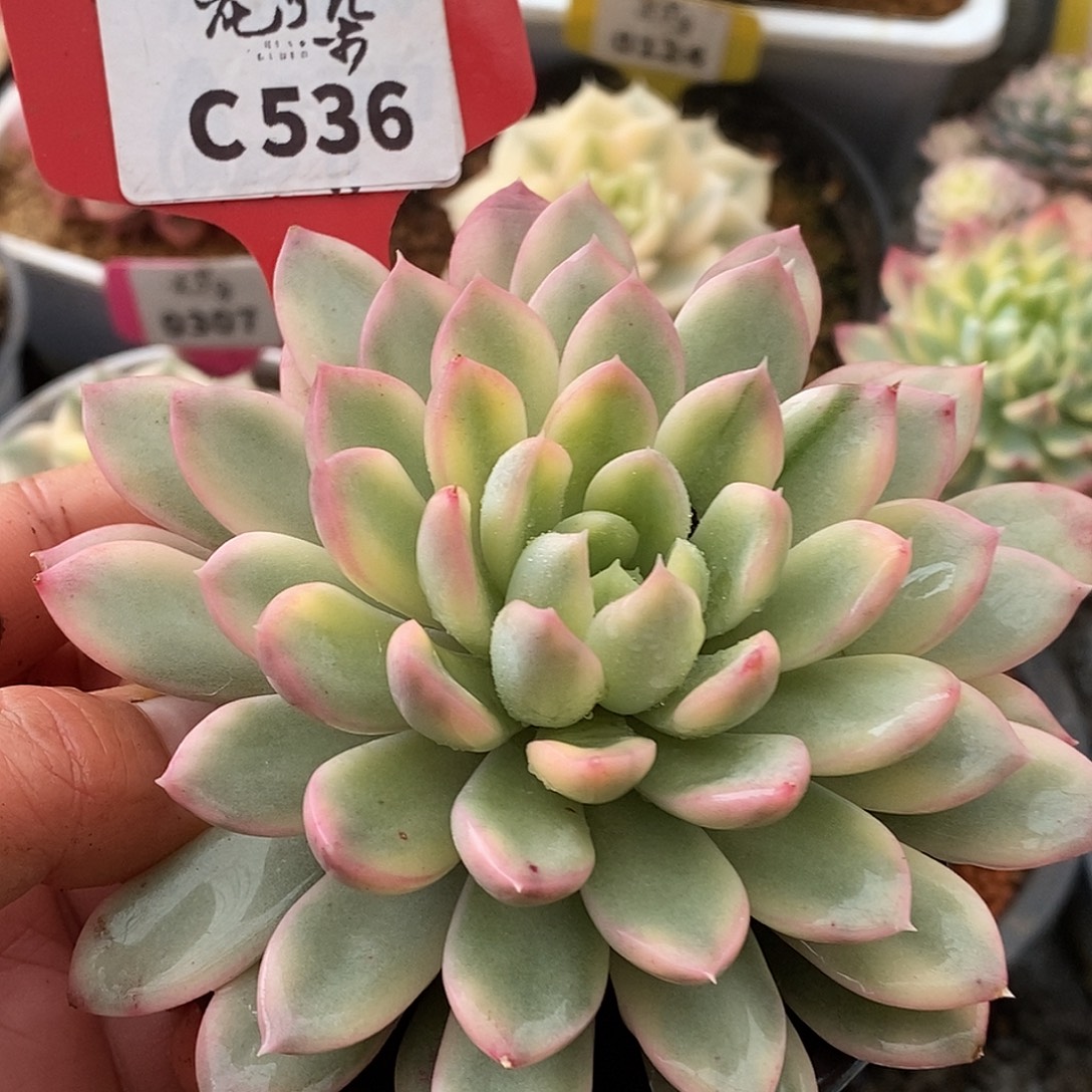 536樱桃哈哈哈哈哈哈