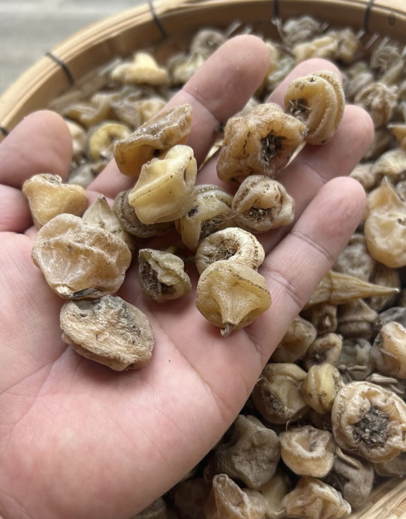 云南高原深山特产山慈菇