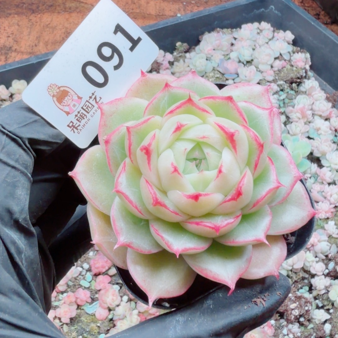 嘉***多肉植物多肉植物