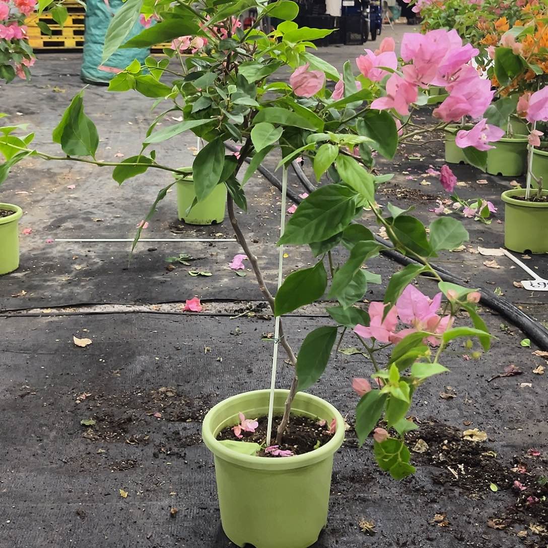 大部分开放少量花苞街**路澄粉公主51