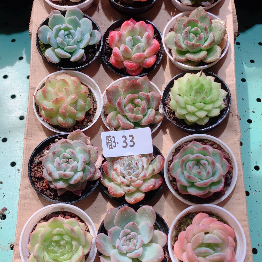 3-33一物一拍多肉带盆18颗
