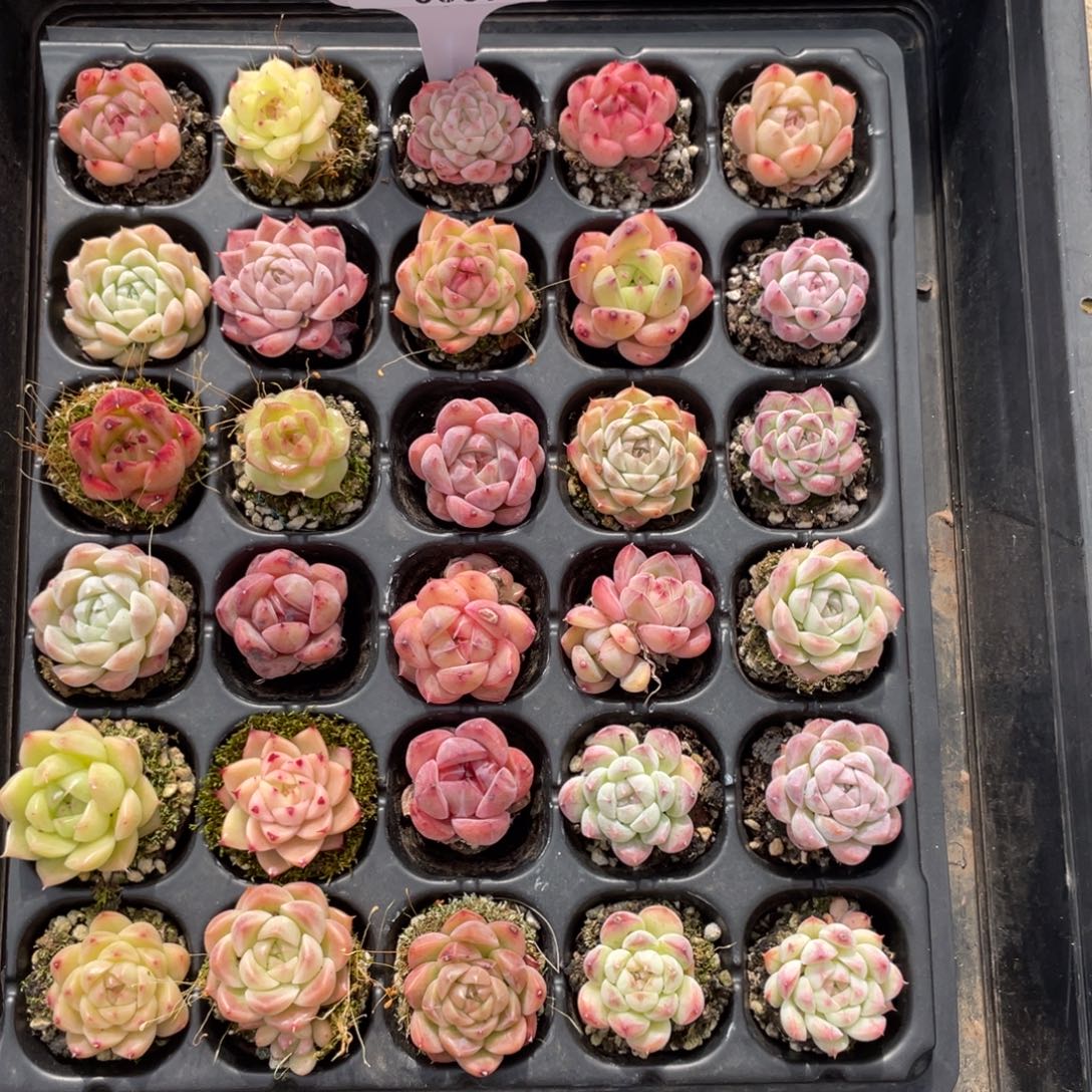 不包整散 盆子不售后0309