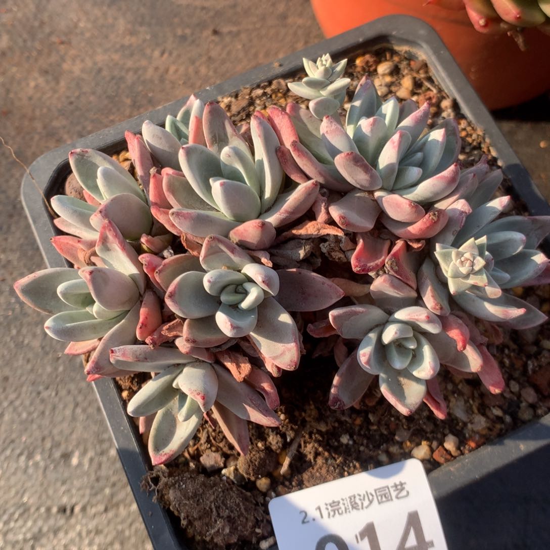 泡芙杂，2月8日发货多肉