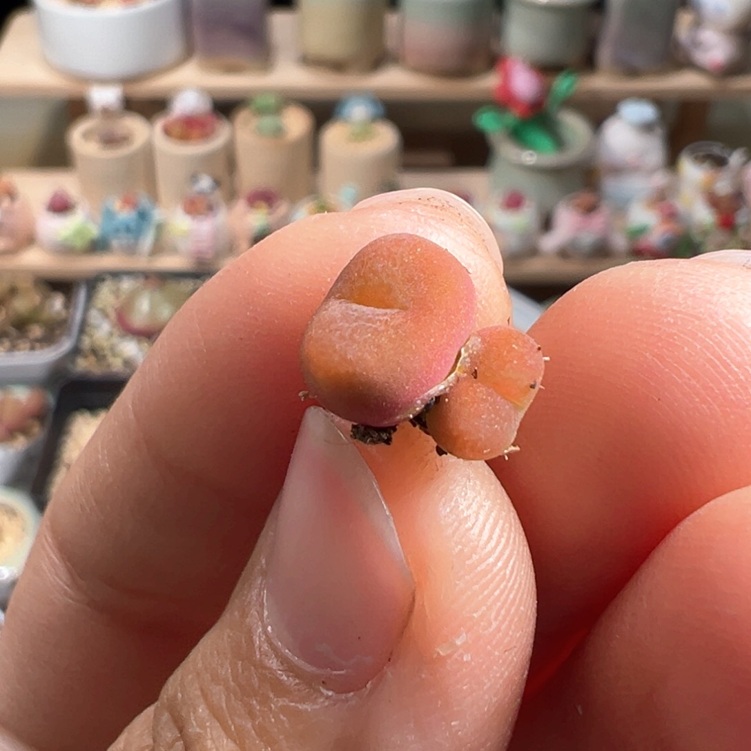 多肉植物165号双头毛毛