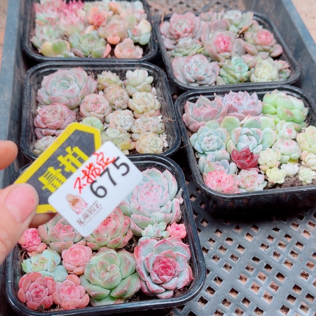 多肉植物多肉植物