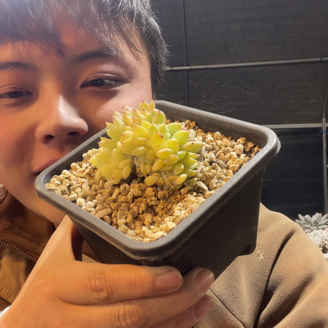 梦露缀化满20包邮脱土发货