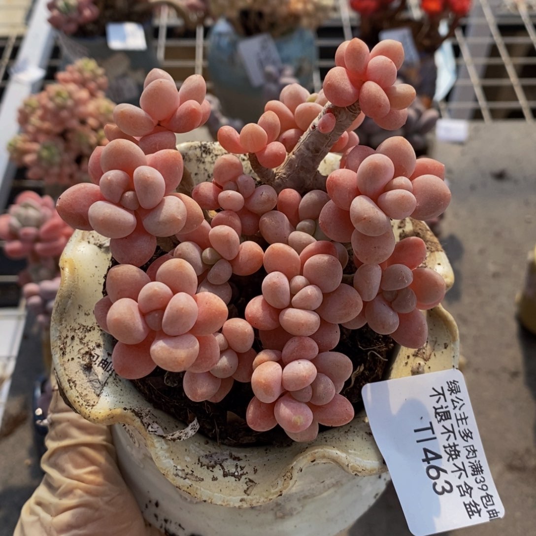 鱼子酱463/9c m多肉